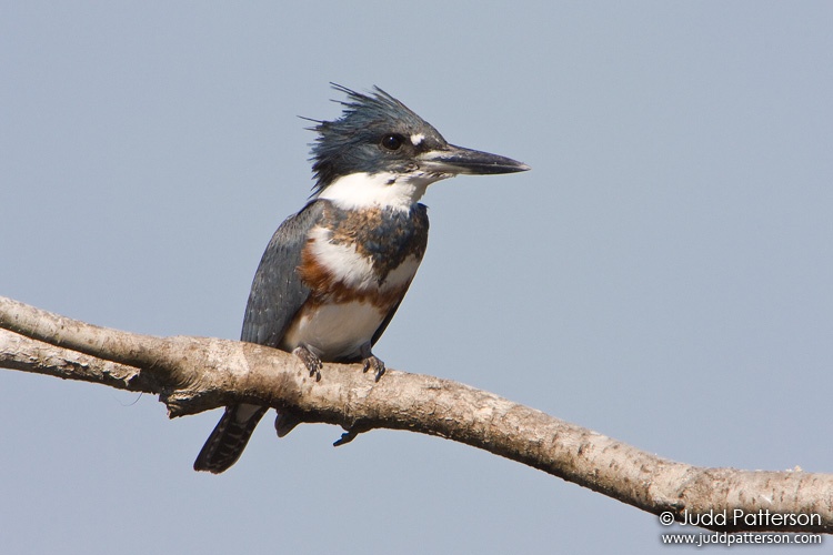 Belted Kingfisher, Okaloacoochee Slough Wildlife Management Area, Florida, United States