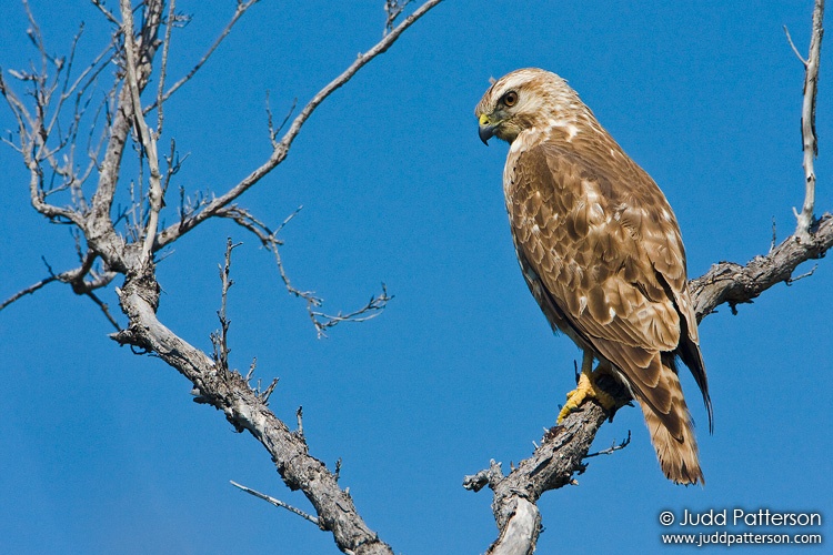 Broad-winged Hawk, Dry Tortugas National Park, Florida, United States
