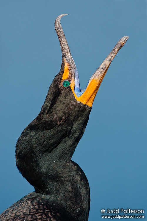 Double-crested Cormorant, Everglades National Park, Florida, United States