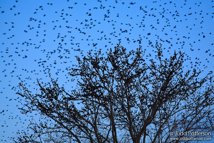 European Starling, Tuttle Creek Reservoir, Kansas, United States