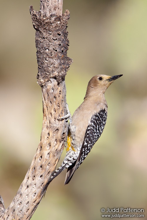 Gila Woodpecker, Pima County, Arizona, United States