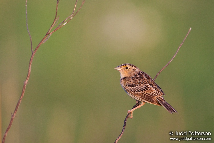 Grasshopper Sparrow, Tallgrass Prairie National Preserve, Kansas, United States
