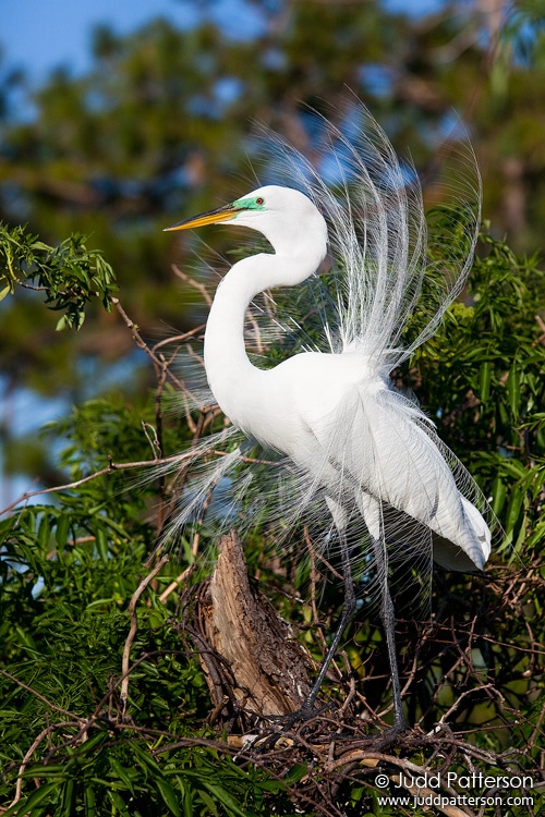 Great Egret, Gatorland, Florida, United States