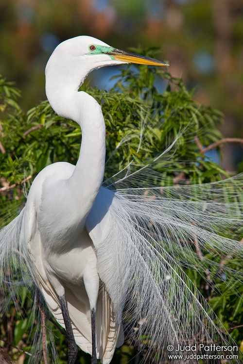 Great Egret, Gatorland, Orlando, Florida, United States