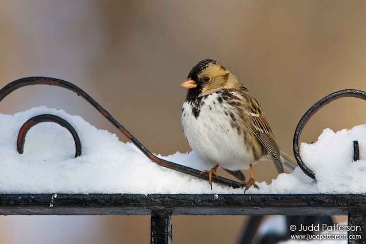 Harris's Sparrow, Lakewood Park, Salina, Kansas, United States