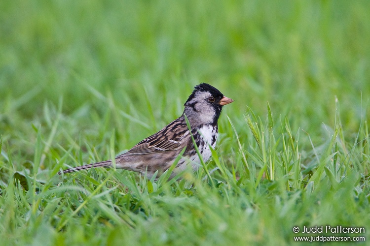 Harris's Sparrow, Konza Prairie, Kansas, United States