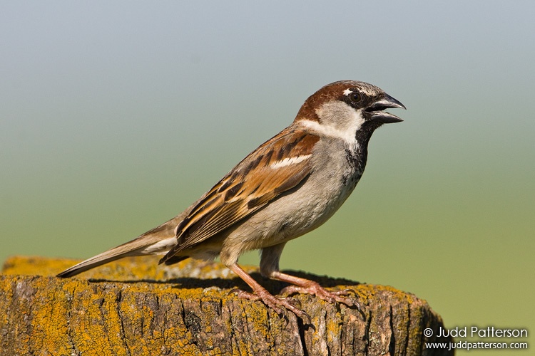 House Sparrow, Geary County, Kansas, United States