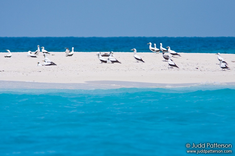 Masked Booby, Dry Tortugas National Park, Florida, United States