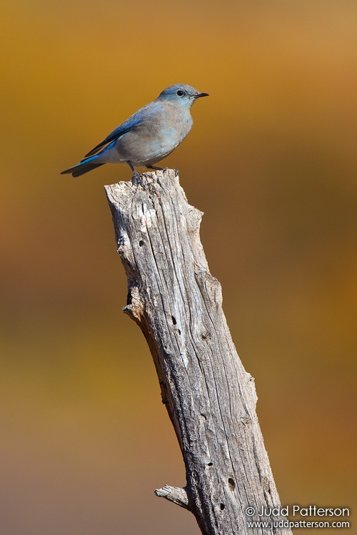 Mountain Bluebird, Uncompahgre National Forest, Colorado, United States
