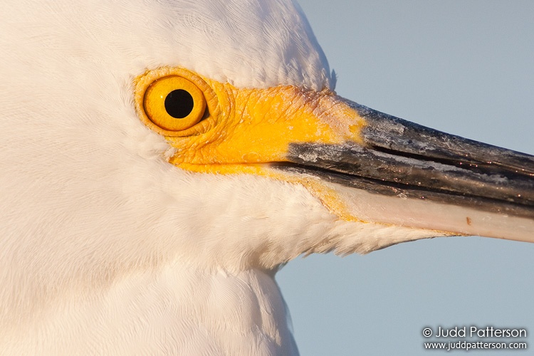 Snowy Egret, Little Estero Lagoon, Florida, United States