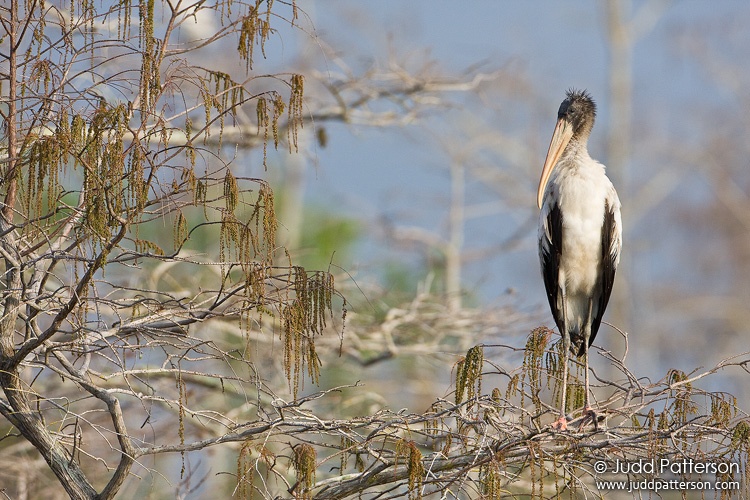 Wood Stork, Everglades National Park, Florida, United States