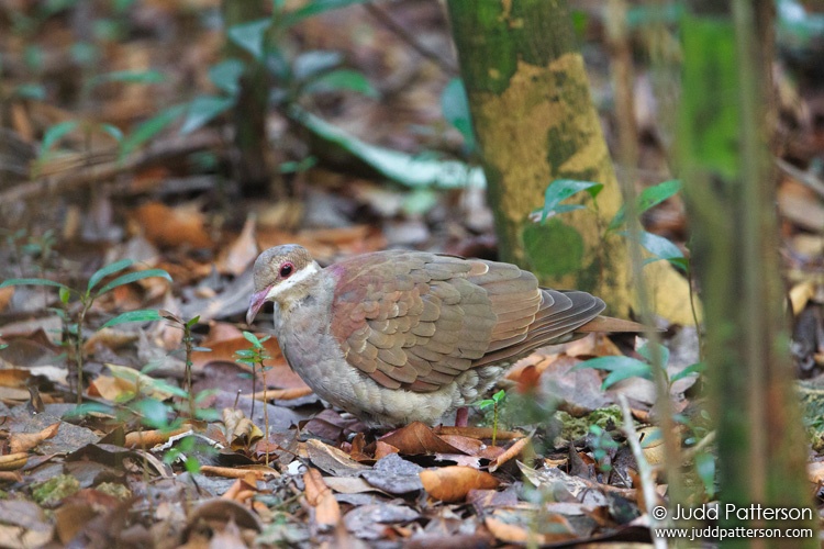 Key West Quail-Dove, Deering Estate at Cutler, Miami-Dade County, Florida, United States