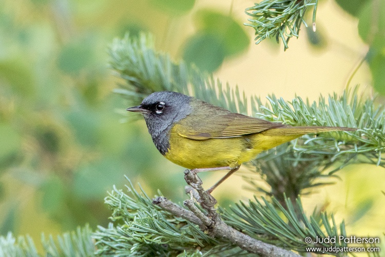MacGillivray's Warbler, Spring Creek Trail, Steamboat Springs, Colorado, United States