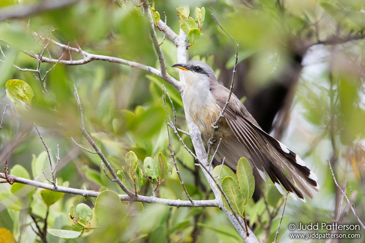 Mangrove Cuckoo, Miami-Dade County, Florida, United States