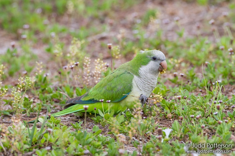 Monk Parakeet, Cape Coral, Florida, United States