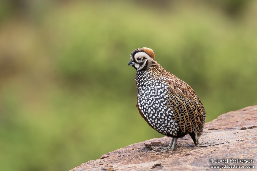 , Davis Mountain State Park, Texas, United States