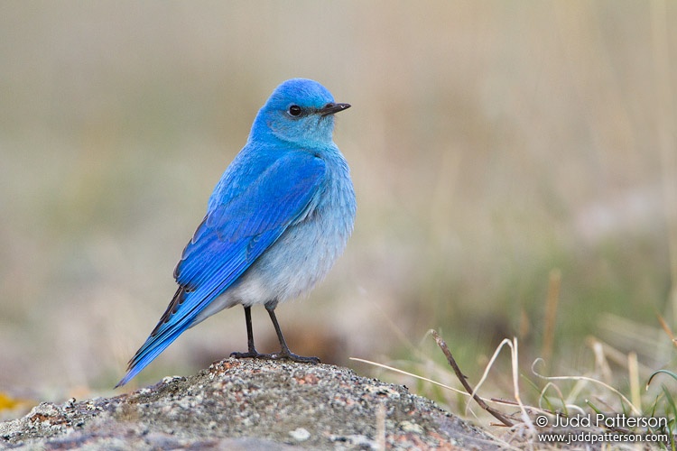 Mountain Bluebird, Rocky Mountain National Park, Colorado, United States