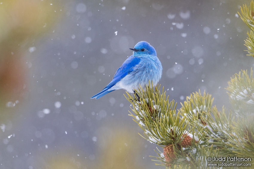 , Colorado, United States