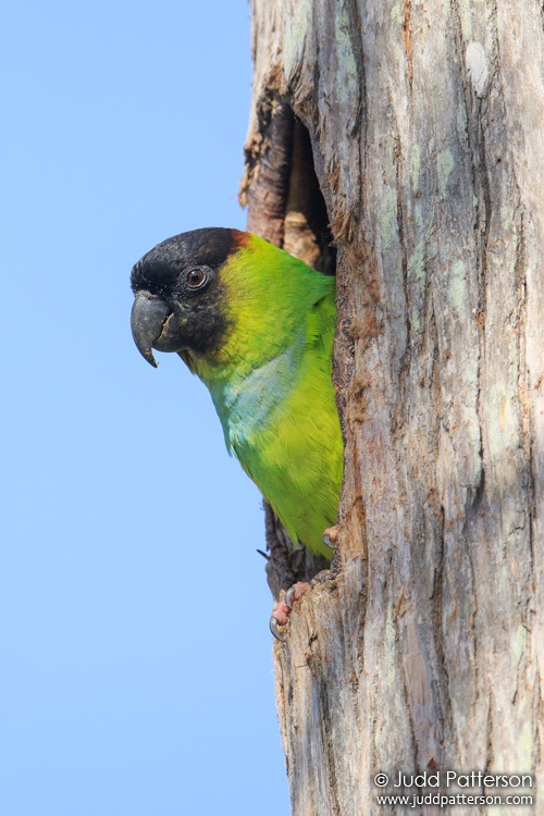 Nanday Parakeet, Palm Beach County, Florida, United States