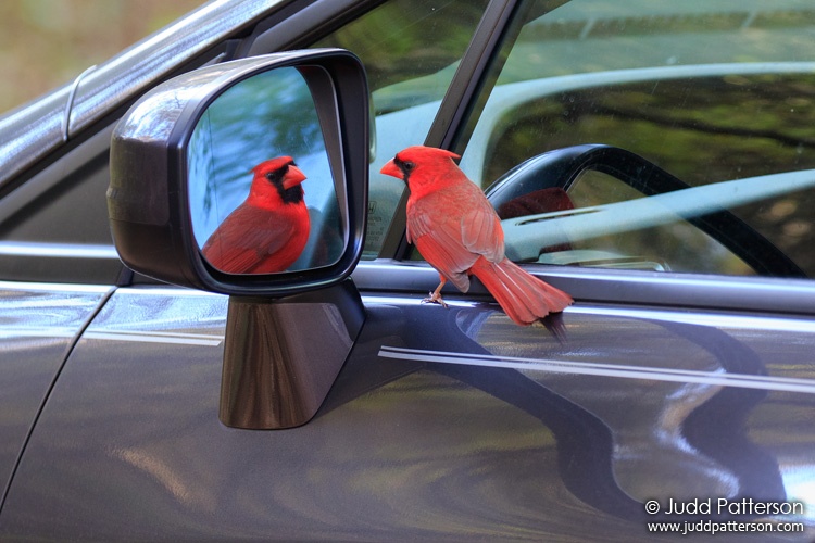 Northern Cardinal, Paynes Prairie State Park, Alachua County, Florida, United States