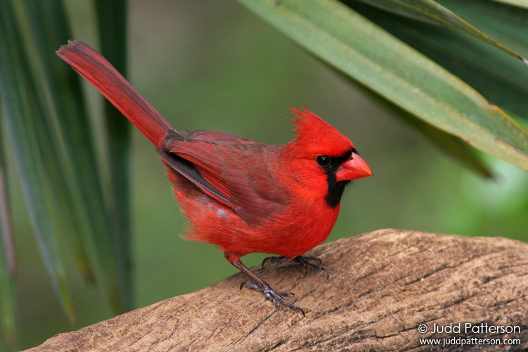Northern Cardinal, Okeeheelee Nature Center, Florida, United States