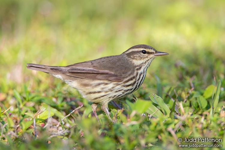 Northern Waterthrush, Bill Baggs Cape Florida State Park, Florida, United States