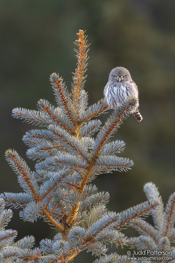 , Rocky Mountain National Park, Larimer County, Colorado, United States