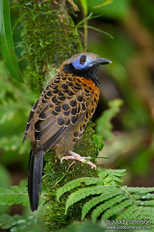 Ocellated Antbird, Arenal Observatory Lodge, Costa Rica