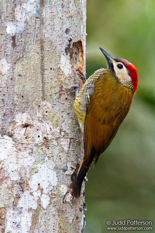 Golden-olive Woodpecker, Milpe Bird Sanctuary, Ecuador