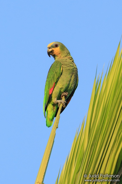 Orange-winged Parrot, Matheson Hammock Park, Miami-Dade County, Florida, United States