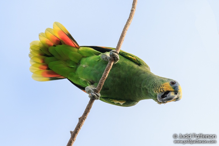 Orange-winged Parrot, Highland Oaks Park, Miami-Dade County, Florida, United States