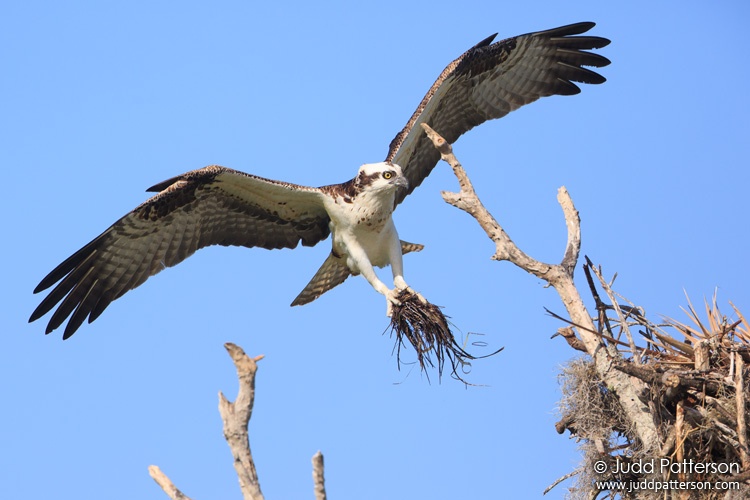 Osprey, Everglades National Park, Monroe County, Florida, United States