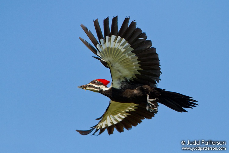 Pileated Woodpecker, Everglades National Park, Florida, United States