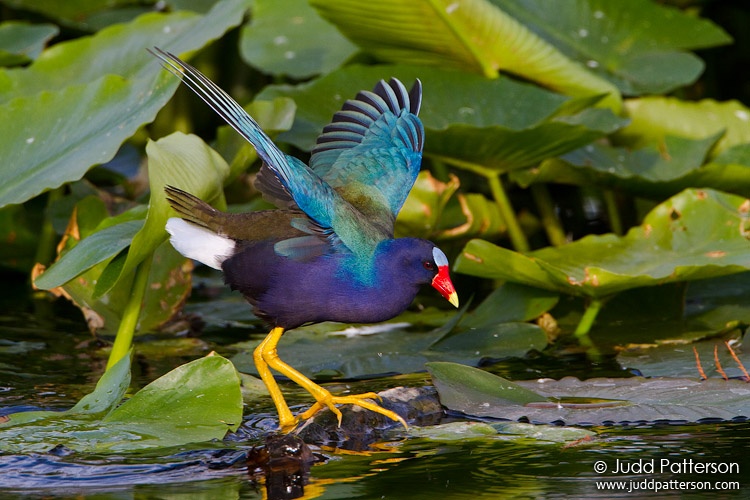 Purple Gallinule, Wakodahatchee Wetlands, Florida, United States