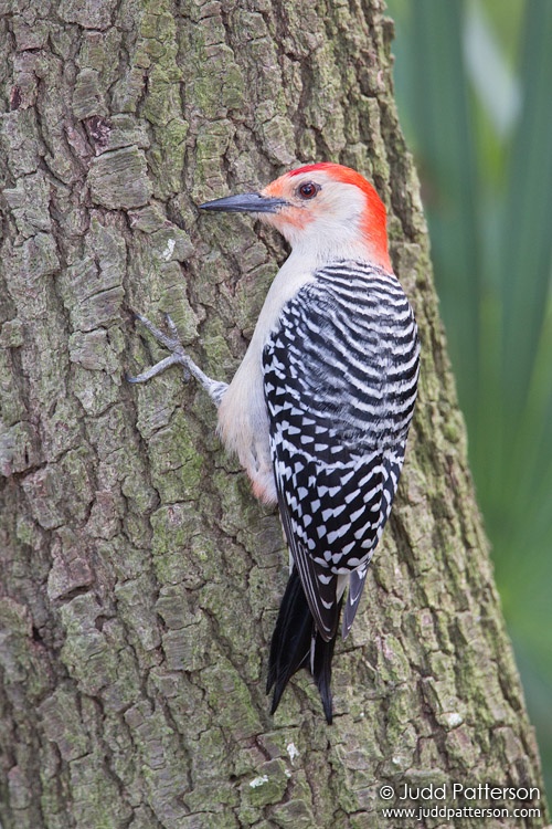 Red-bellied Woodpecker, Green Cay Wetlands, Florida, United States