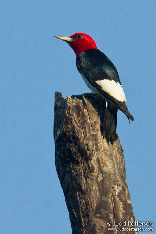 Red-headed Woodpecker, J.W. Corbett Wildlife Management Area, Florida, United States
