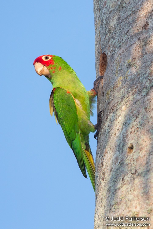 Red-masked Parakeet, Miami, Florida, United States