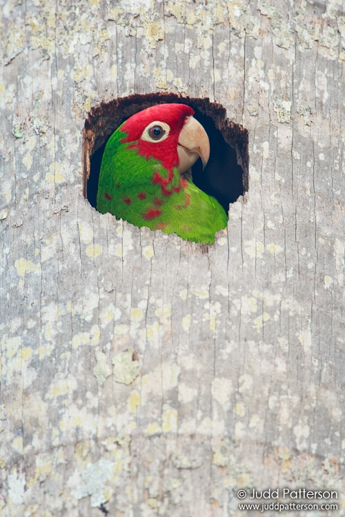 Red-masked Parakeet, Matheson Hammock Park, Miami-Dade County, Florida, United States