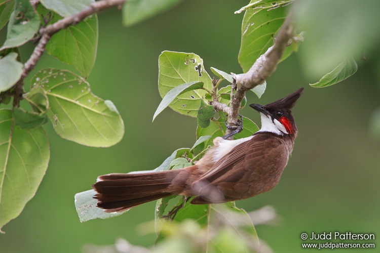 Red-whiskered Bulbul, Miami-Dade County, Florida, United States
