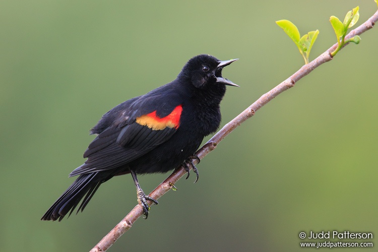 Red-winged Blackbird, Wakodahatchee Wetlands, Florida, United States