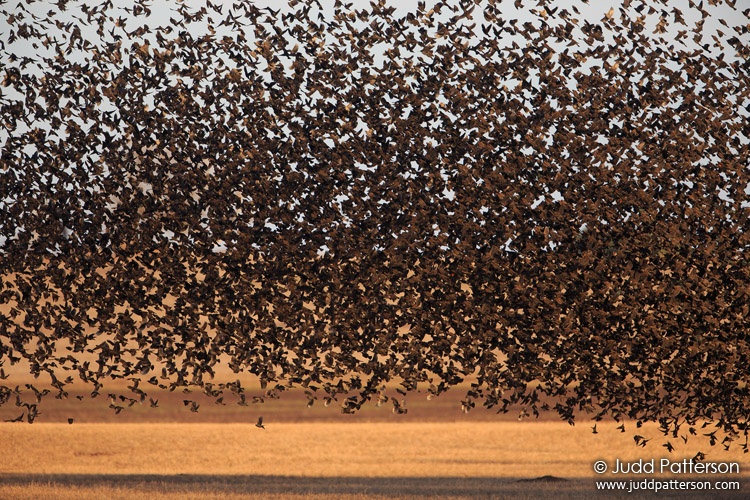 Red-winged Blackbird, Saline County, Kansas, United States