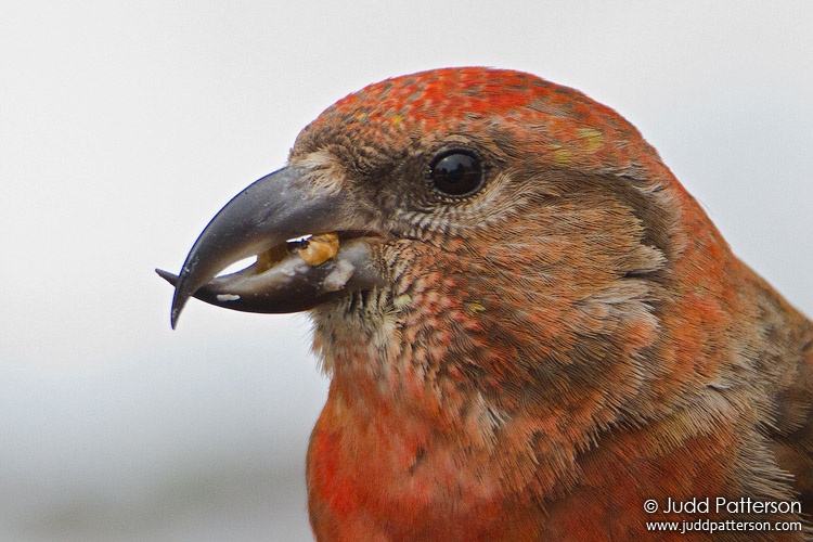 Red Crossbill, Rocky Mountain National Park, Colorado, United States