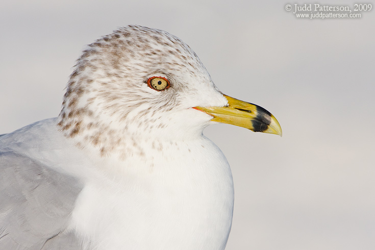Ring-billed Gull, Tigertail Beach, Marco Island, Florida, United States