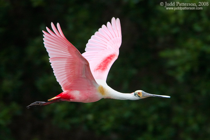 Roseate Spoonbill, Tampa Bay, Florida, United States