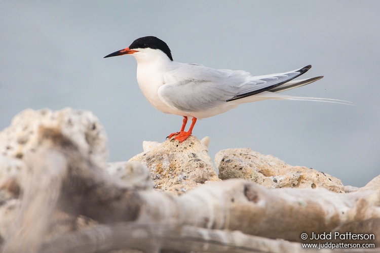 Roseate Tern, Dry Tortugas National Park, Florida, United States