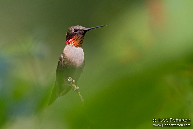 Ruby-throated Hummingbird, Bentsen-Rio Grande Valley State Park, Texas, United States