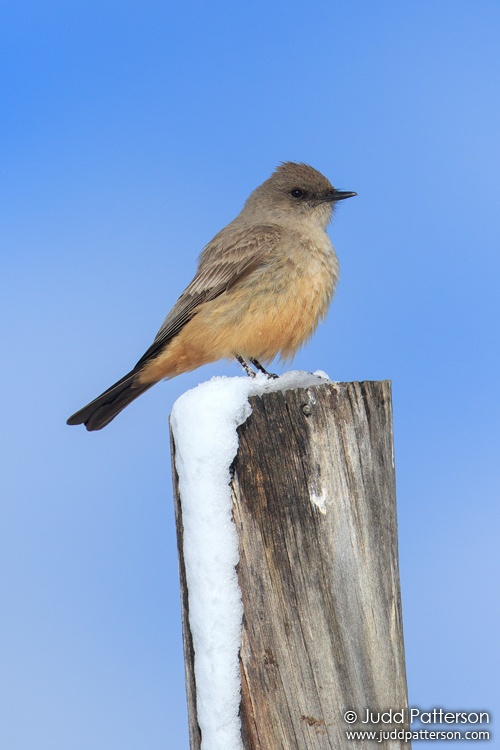 Say's Phoebe, Gunnison County, Colorado, United States