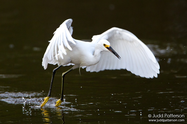 Snowy Egret, Everglades National Park, Florida, United States