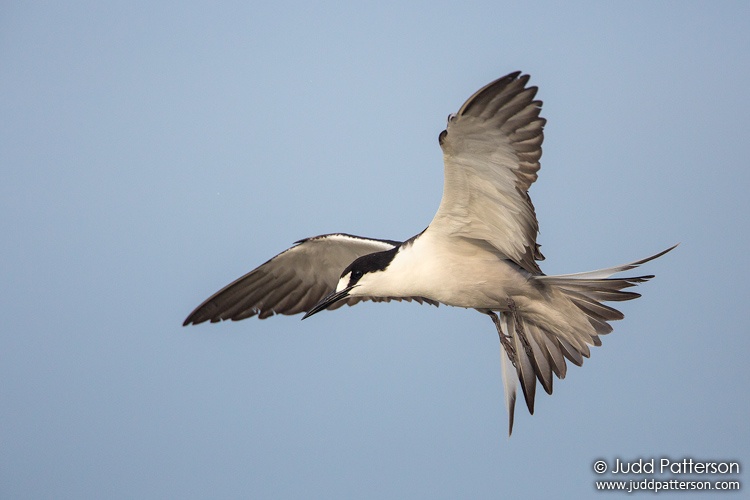 Sooty Tern, Dry Tortugas National Park, Florida, United States