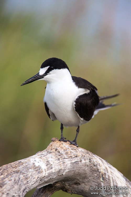Sooty Tern, Dry Tortugas National Park, Florida, United States
